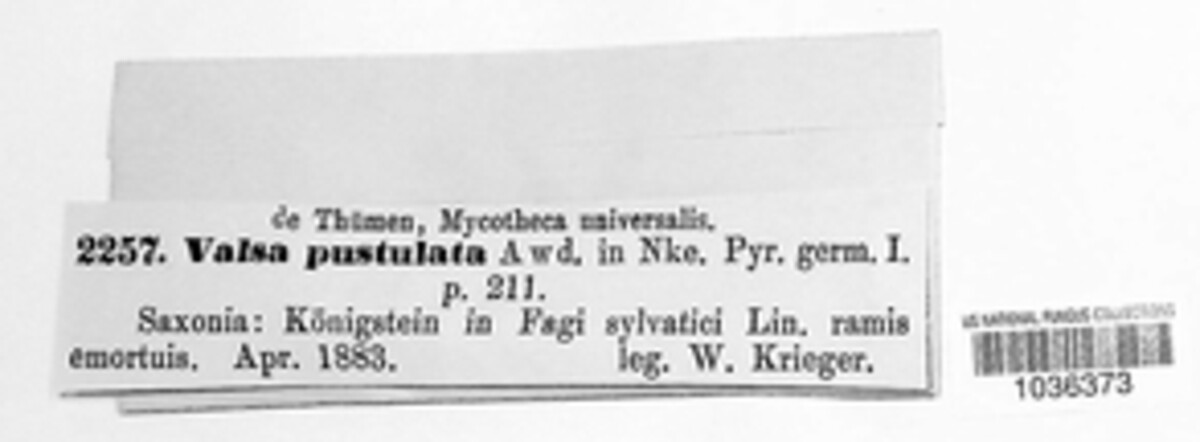 Valsa pustulata image